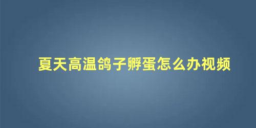 夏天高温鸽子孵蛋怎么办视频