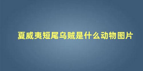 夏威夷短尾乌贼是什么动物图片