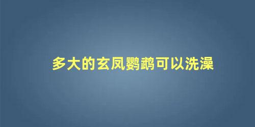 多大的玄凤鹦鹉可以洗澡