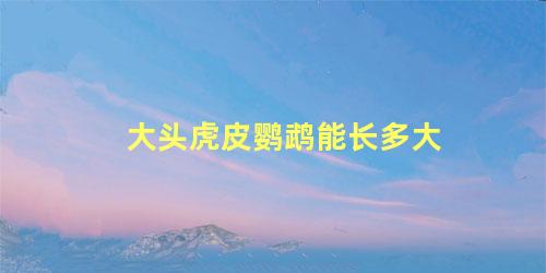 大头虎皮鹦鹉能长多大
