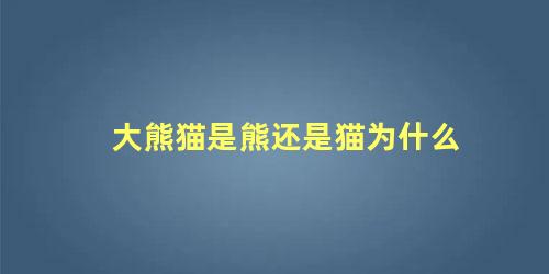 大熊猫是熊还是猫为什么