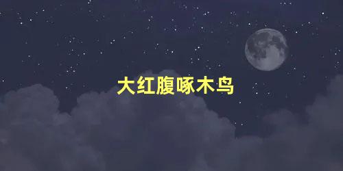 大红腹啄木鸟