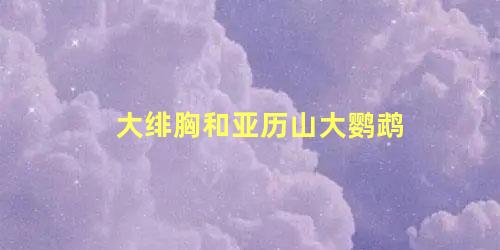 大绯胸和亚历山大鹦鹉