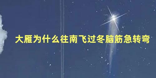 大雁为什么往南飞过冬脑筋急转弯