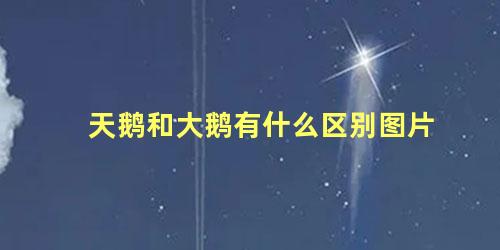 天鹅和大鹅有什么区别图片