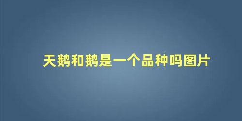 天鹅和鹅是一个品种吗图片
