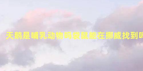 天鹅是哺乳动物吗袋鼠能在挪威找到吗