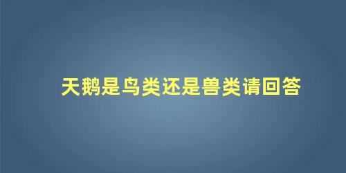 天鹅是鸟类还是兽类请回答