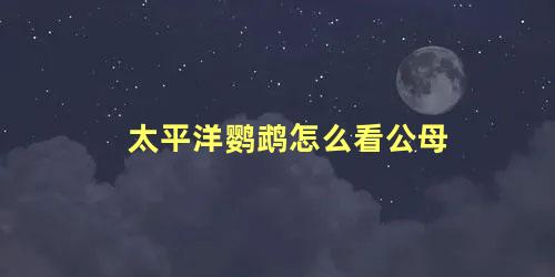 太平洋鹦鹉怎么看公母