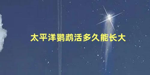 太平洋鹦鹉活多久能长大