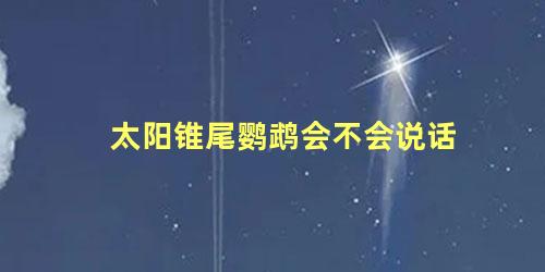 太阳锥尾鹦鹉会不会说话