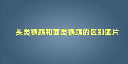 头类鹦鹉和面类鹦鹉的区别图片