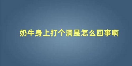 奶牛身上打个洞是怎么回事啊