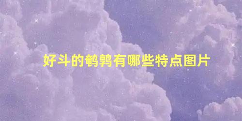 好斗的鹌鹑有哪些特点图片
