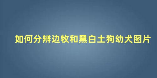 如何分辨边牧和黑白土狗幼犬图片
