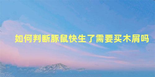 如何判断豚鼠快生了需要买木屑吗