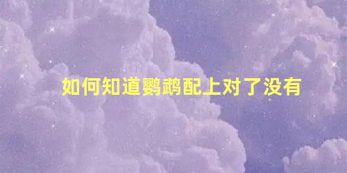 如何知道鹦鹉配上对了没有