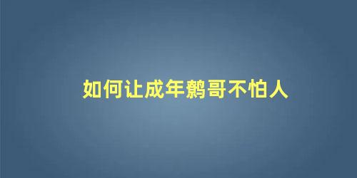 如何让成年鹩哥不怕人