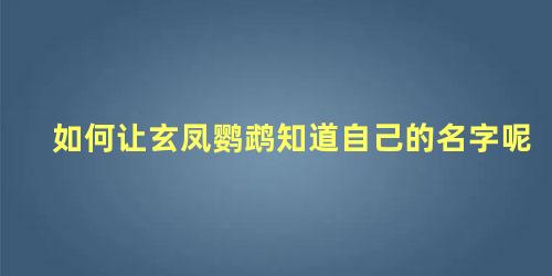 如何让玄凤鹦鹉知道自己的名字呢