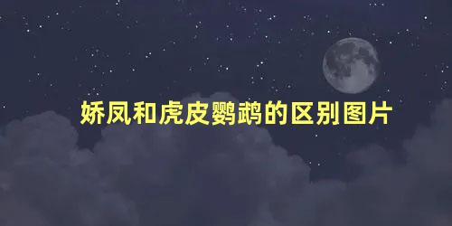 娇凤和虎皮鹦鹉的区别图片