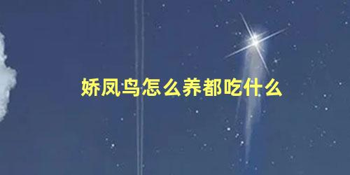 娇凤鸟怎么养都吃什么