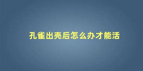 孔雀出壳后怎么办才能活
