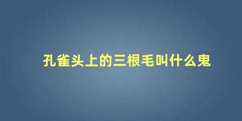 孔雀头上的三根毛叫什么鬼