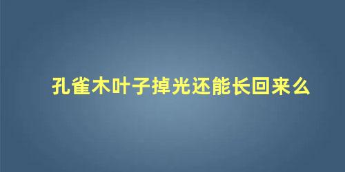 孔雀木叶子掉光还能长回来么