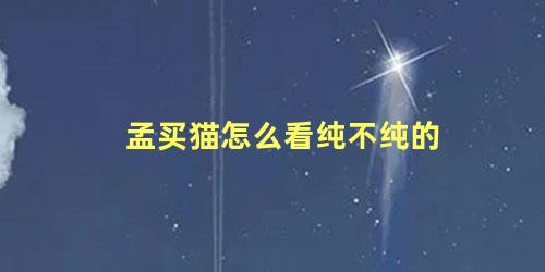 孟买猫怎么看纯不纯的
