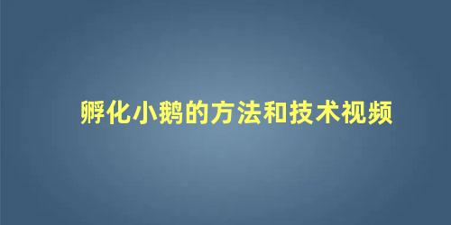 孵化小鹅的方法和技术视频