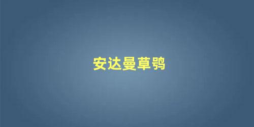 安达曼草鸮