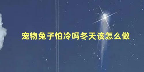 宠物兔子怕冷吗冬天该怎么做
