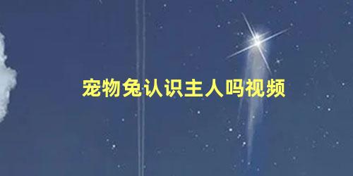 宠物兔认识主人吗视频
