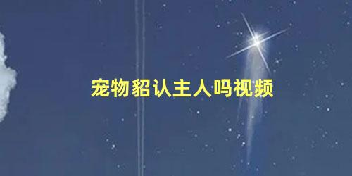 宠物貂认主人吗视频