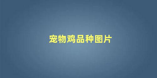 宠物鸡品种图片