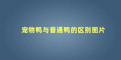 宠物鸭与普通鸭的区别图片