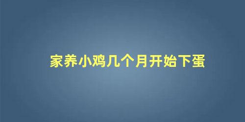 家养小鸡几个月开始下蛋