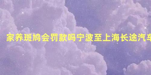 家养斑鸠会罚款吗宁波至上海长途汽车