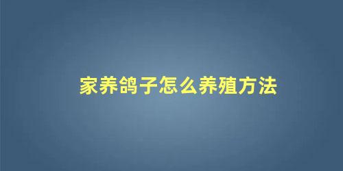 家养鸽子怎么养殖方法