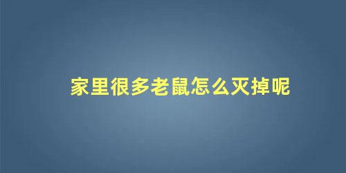 家里很多老鼠怎么灭掉呢