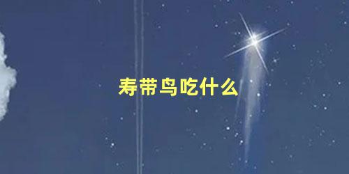 寿带鸟吃什么