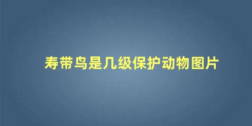 寿带鸟是几级保护动物图片