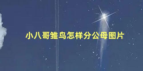 小八哥雏鸟怎样分公母图片