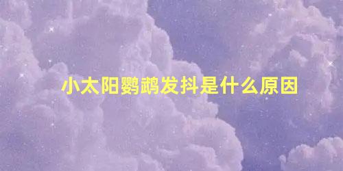 小太阳鹦鹉发抖是什么原因