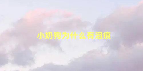 小奶狗为什么有泪痕