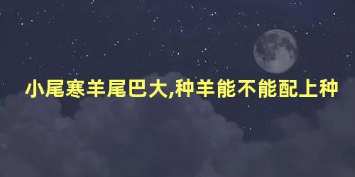 小尾寒羊尾巴大,种羊能不能配上种