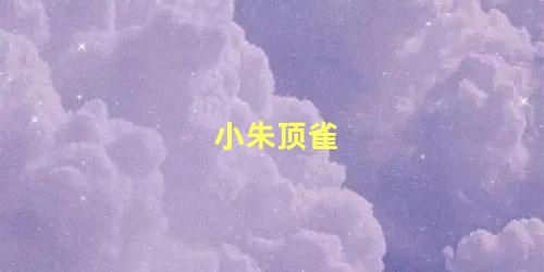 小朱顶雀