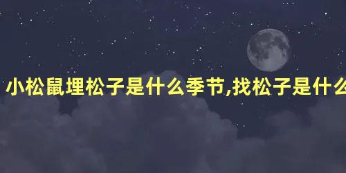 小松鼠埋松子是什么季节,找松子是什么季节