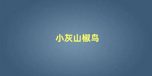 小灰山椒鸟