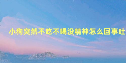 小狗突然不吃不喝没精神怎么回事吐